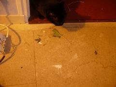 chat noir