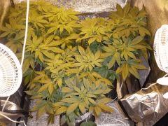 13 01 Box Flo