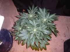 Lsd 29 01