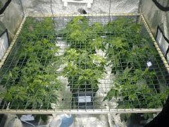 050115 scrog