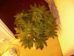 lsd4 F  15