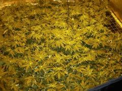 scrog 29 01