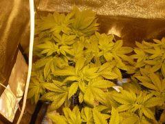 box flo f+8 lsd