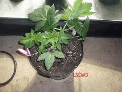 lsd3