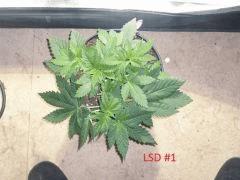 lsd1