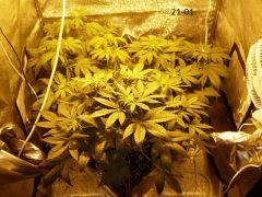 Box Flo 21 01