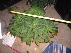 lsd3 F 15