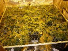 scrog F  4