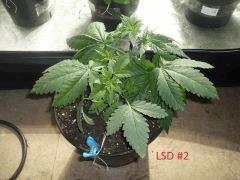lsd2