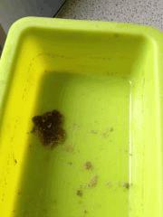 Premier BHO