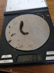 une partie du 6ieme morceaux