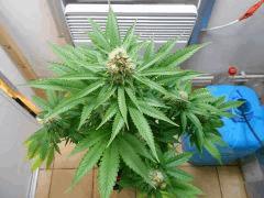 DSCN0655