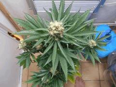 DSCN0692
