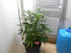 Aflo   15