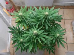 DSCN0596