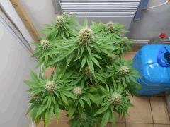 DSCN0652