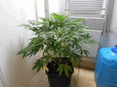 Eflo   15