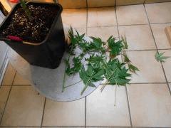 DSCN0592