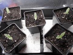 super skunk J 5