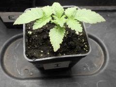 Super skunk I