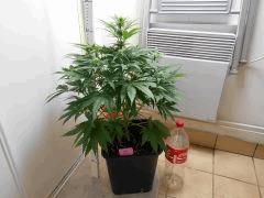 O Flo   20