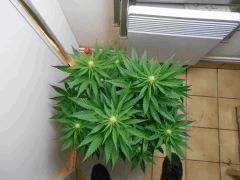 A Flo 20
