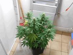 DSCN0595