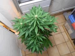 DSCN0589