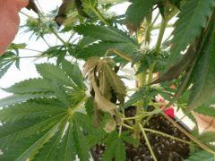 Diag' feuille
