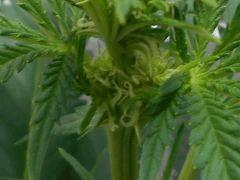 Pistils Flo 15