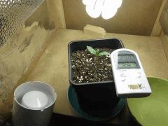 IMG 6748