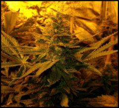 Green Crack FLO +61