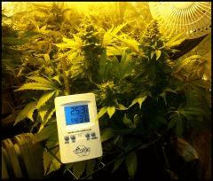 Climat Flo +73