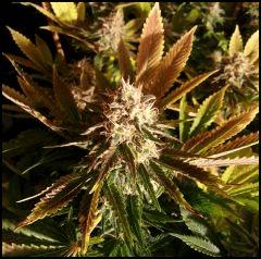 HSO Green Crack FLO +57
