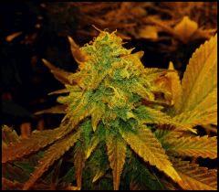 Green Crack FLO +61