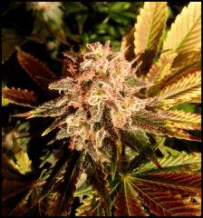 HSO Green Crack FLO +57