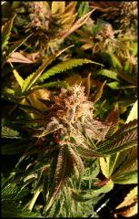 HSO Green Crack FLO +57