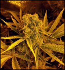 Green Crack FLO +61