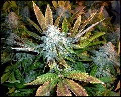 HSO Green Crack FLO +57