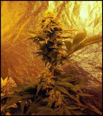 OB Rock Lock FLO +61