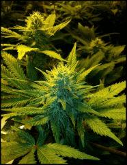Green Crack flo +41