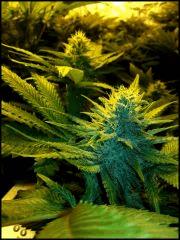 Green Crack flo +41