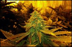 Green Crack FLO +61