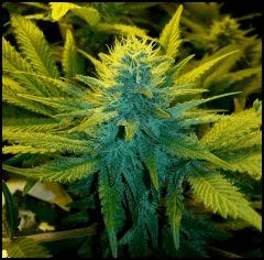 Green Crack flo +41