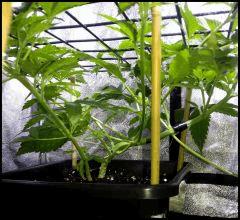 plantes jumelles