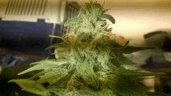 WP 20150213 013