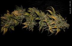 God Bud   1212 76   3
