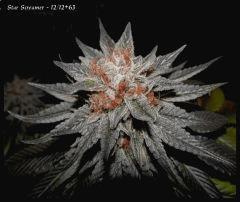 Star Screamer   1212 63   5