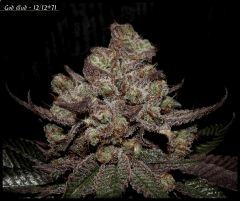 God Bud Flo71 2
