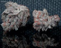 God Bud 3   2